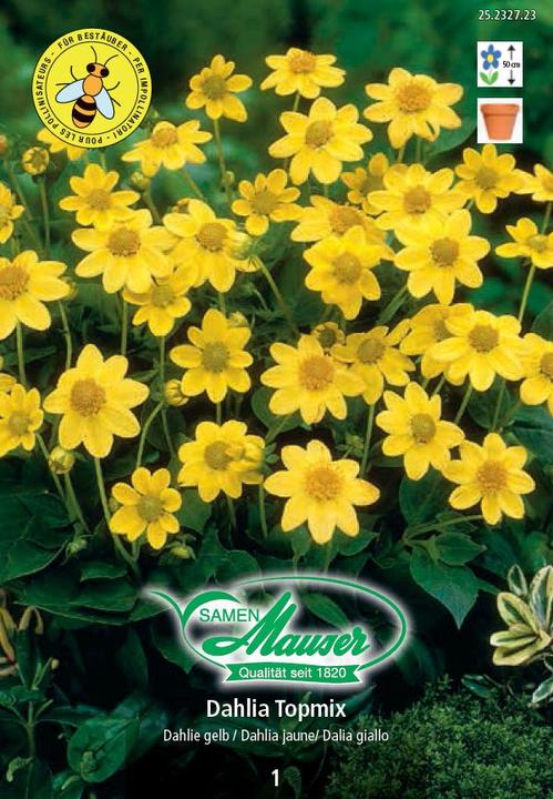 Samen Mauser Dahlia Topmix giallo (Semi di fiori)