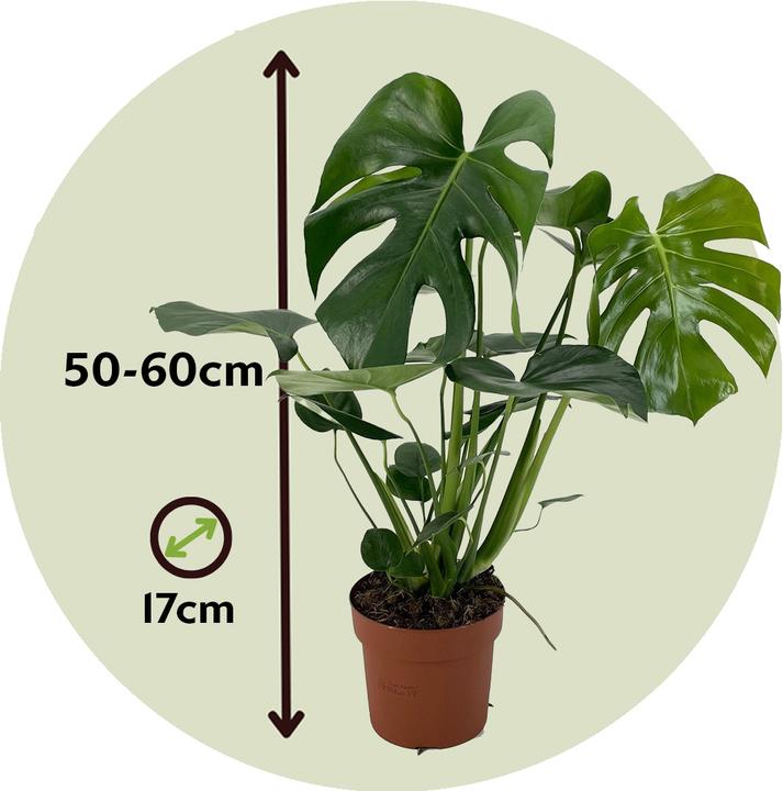 Actual product image Plant in a Box Monstera Deliciosa - Window Leaf (60 cm)