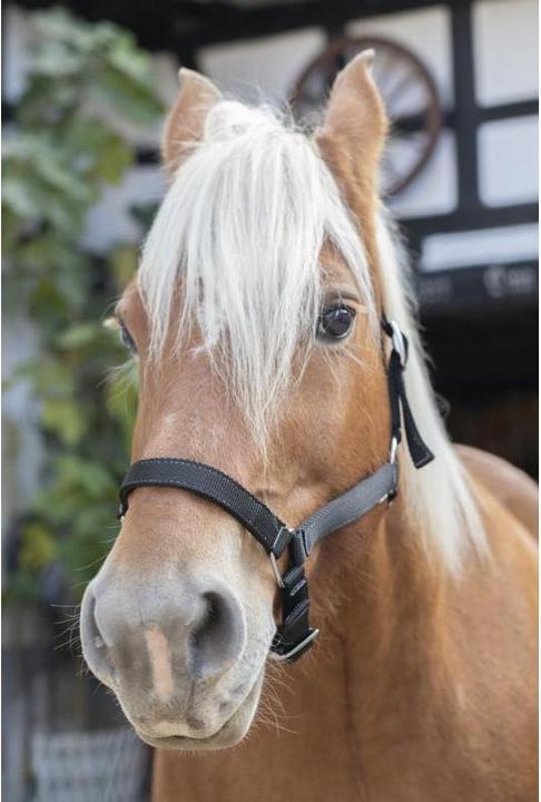 Produktbild Norton Kaltblut Halfter