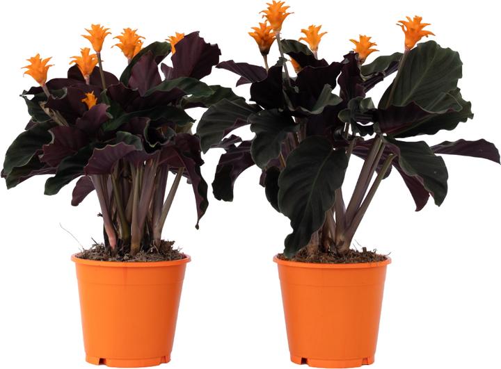Produktbild Plant in a Box Calathea crocata Tassmania - 2er Set Krokus Calathea (40 cm)