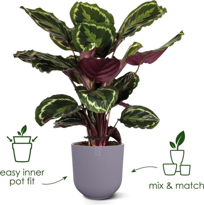 Actual product image Elho Jazz Round (18.90 cm)