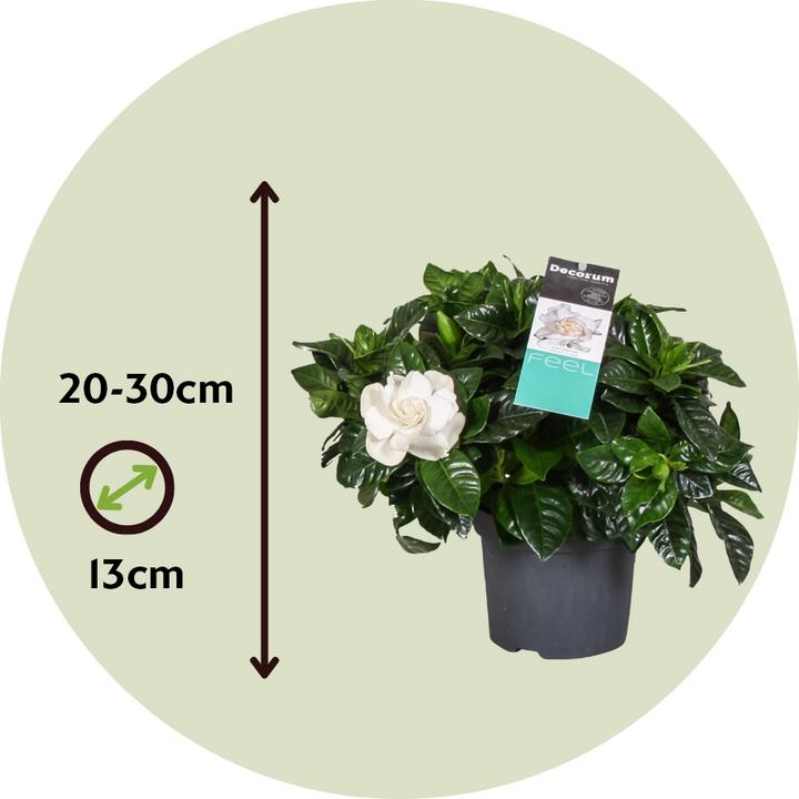 Actual product image Plant in a Box Gardenia Jasminoides - Gardenias (30 cm)