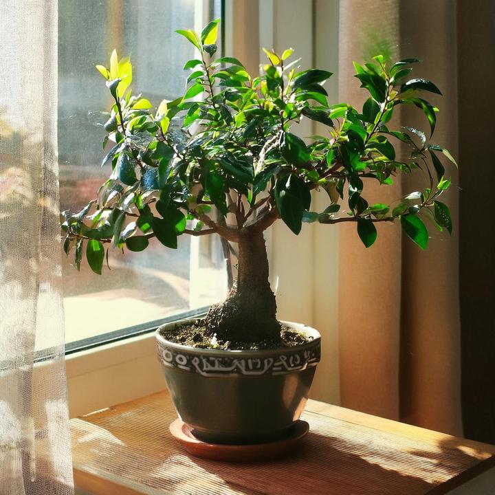 Immagine prodotto Plant in a Box Carmona microphylla - Bonsaibaume (25 cm)