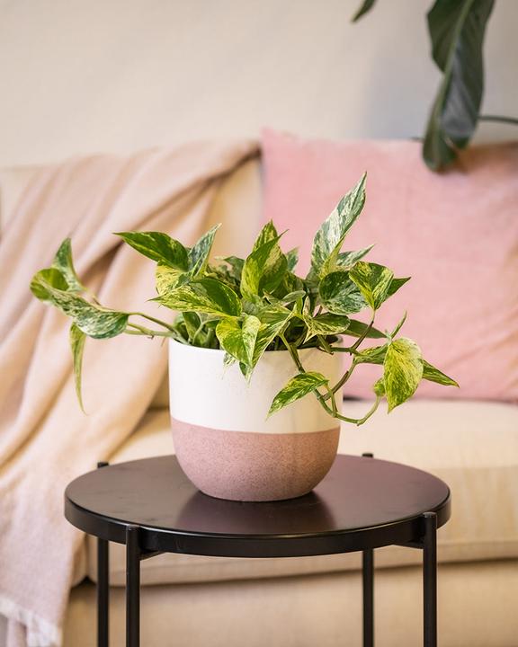 Produktbild feey Grosse Efeutute Marble Queen (35 cm, Frisch umgetopft)