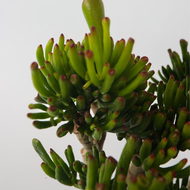 Produktbild Plant in a Box Crassula ovata Hobbit - Jadepflanze (55 cm)