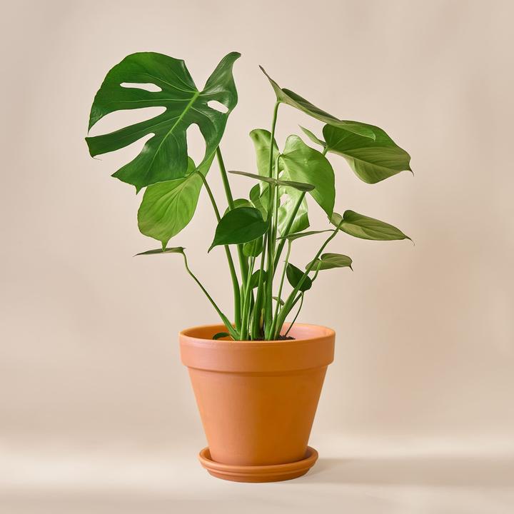Mary and Plants Baby Monstera (75 cm)