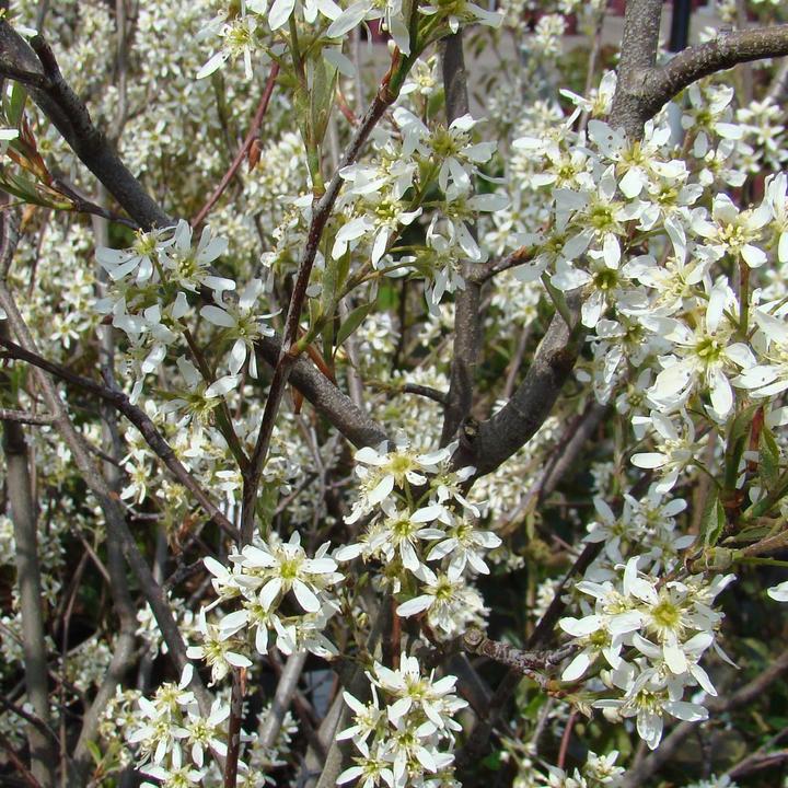 Actual product image Zulauf June berry, Service berry (100 cm)