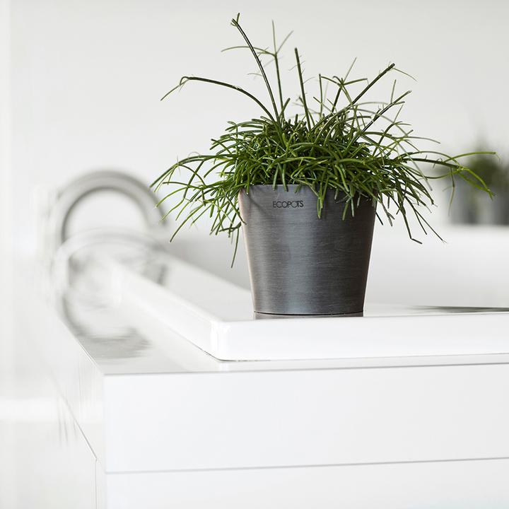 Actual product image Ecopots Amsterdam Mini (10.50 cm)