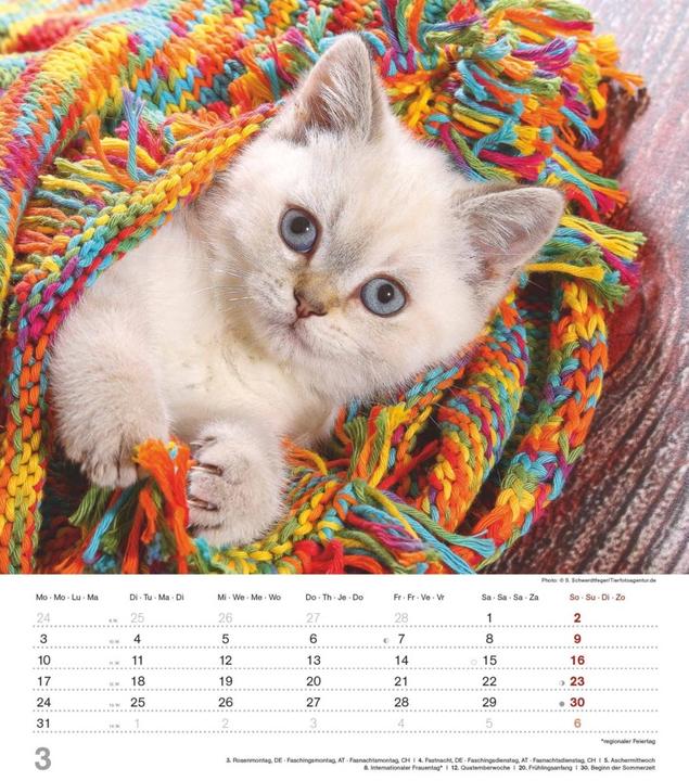 Actual product image Alpha Edition Cute kittens 2025 picture calendar, 30x34cm, calendar with cute kittens (30 x 34 cm, Hardcover, German)