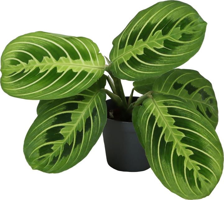 Immagine prodotto Mahaloplants Maranta Lemon Lime (8 cm)