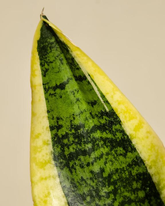 Immagine prodotto feey La lingua della suocera (35 cm, Appena rinvasata)