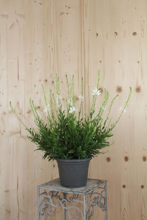 Image du produit Säntispracht Le cierge magnifique, une plante à floraison estivale permanente - Gaura lindheimeri 'Snowbird (50 cm)