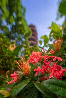 Immagine prodotto Venus Optic Laowa 15mm f/4.5 Zero-D Shift Nikon Z (Nikon Z, Full-frame)