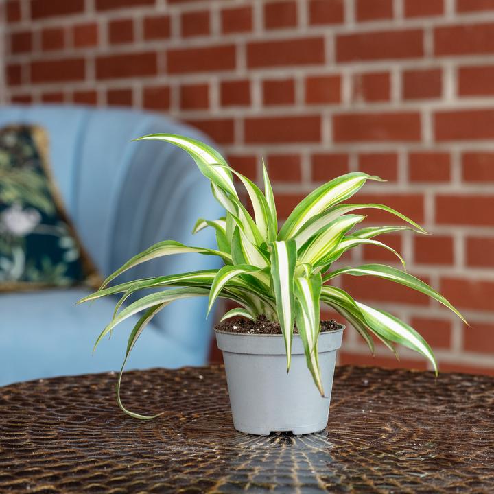 Actual product image Flowerbox Green lily - height ca. 15 cm, pot-Ø 6 cm - Chlorophytum Comosum Variegata (15 cm)