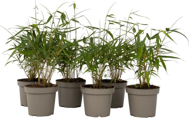 Actual product image Plant in a Box Fargesia scabrida Asian Wonder - Set of 6 Asian Wonder Bamboo (25 cm)