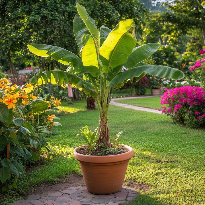 Immagine prodotto Plant in a Box Musa Basjoo - Piante di banane (55 cm)
