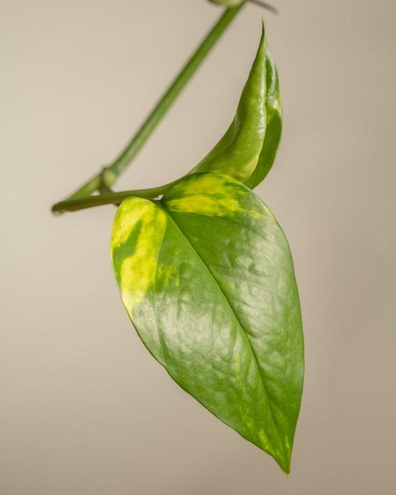 Produktbild feey Grosse Efeutute (70 cm, Frisch umgetopft)