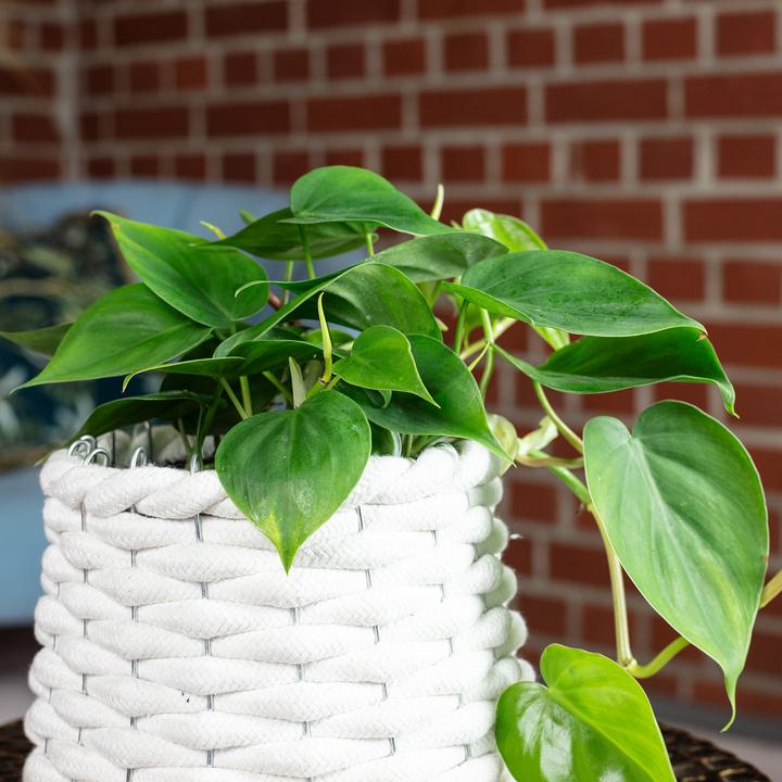 Produktbild Flowerbox Baumfreund - Philodendron scandens (20 cm)
