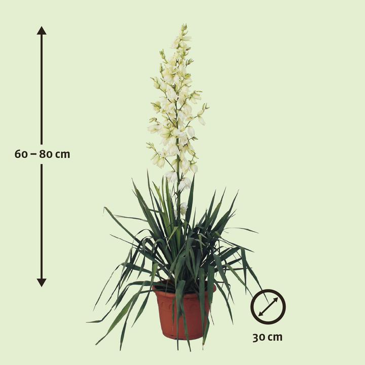Immagine prodotto Zulauf Palmlilie / Yucca filamentosa (30 cm)