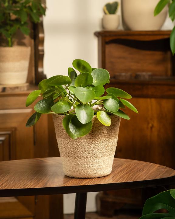 Image du produit feey Plante Ufo (25 cm, Fraîchement rempotés, Respectueux des animaux)