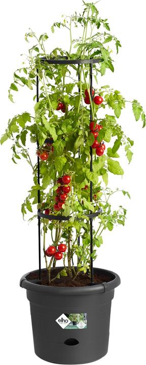 Immagine prodotto Elho Green Basics Pentole per pomodori (33.50 cm)