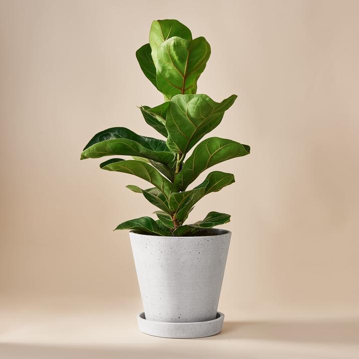 Immagine prodotto Mary and Plants Ficus lyrata con vaso HAY grigio chiaro (50 cm)