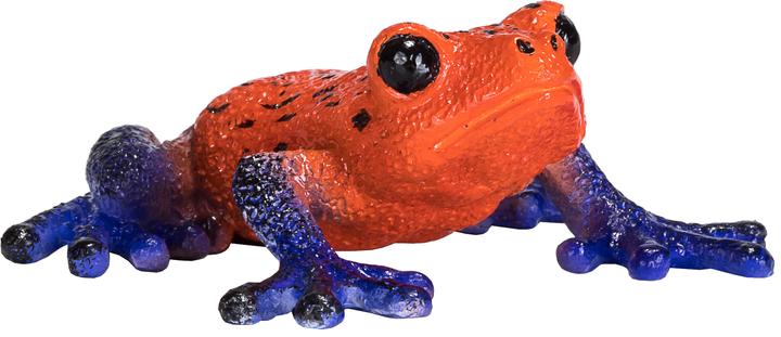 Actual product image small foot Poison Dart Frog