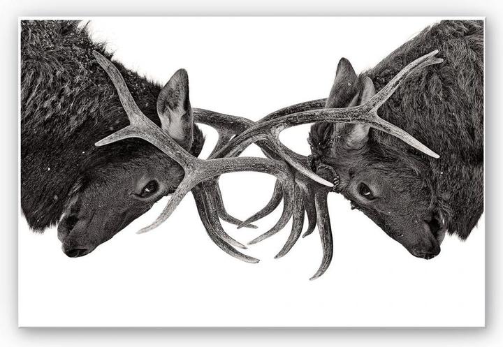 Image du produit Trenddeko Cumming - Lutte de pouvoir (60 x 40 cm)