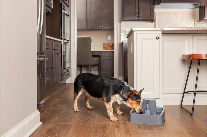 Immagine prodotto Sportdog Fontana per animali domestici Drinkwell da 3,7 litri - Adattatore UE (3.70 l)