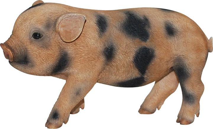 Image du produit Mini-porc