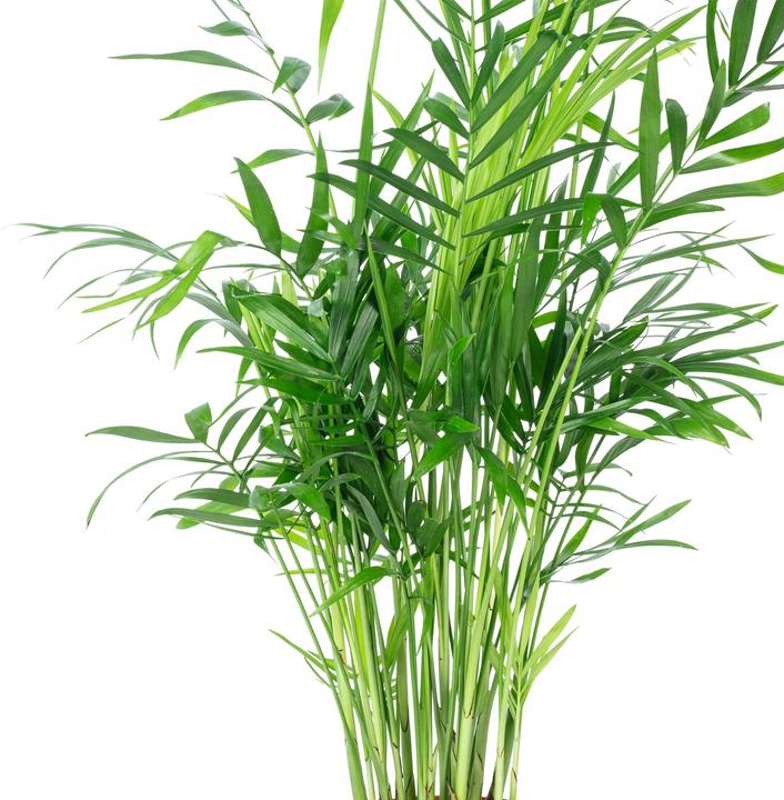 Immagine prodotto Flowerbox Palma di montagna - Chamaedorea elegans (35 cm)