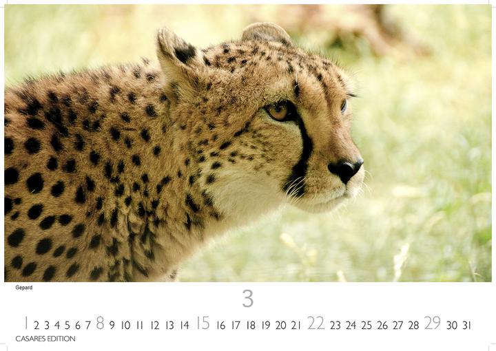 Produktbild Kenia/Serengeti 2026 S 24x35 cm (24 x 35 cm, Deutsch)