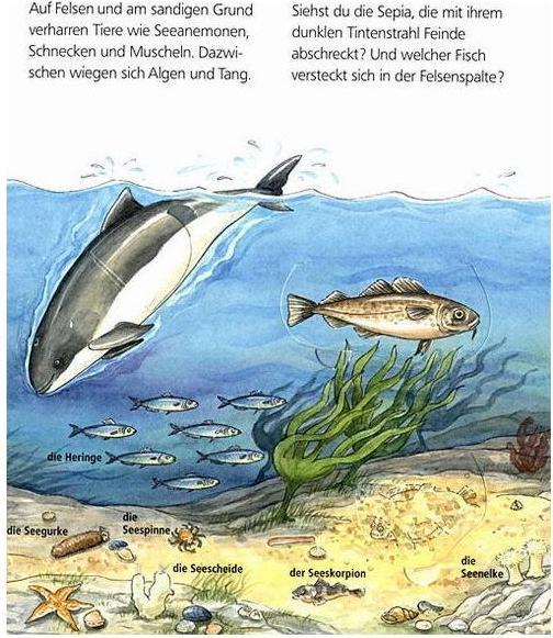 Actual product image Ravensburger Am Meer (German, Andrea Erne, Marion Kreimeyer-Visse, 2009)