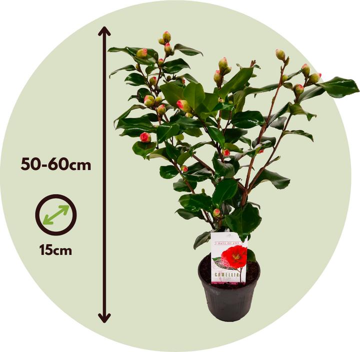Produktbild Plant in a Box Camellia japonica Lady Campbell - Japanische Rose (50 cm)