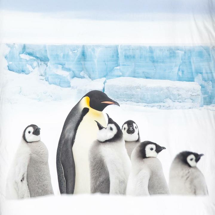 Image du produit Traumschlaf Pingouin (Set de linge de lit, 135x200 cm + 80x80 cm)