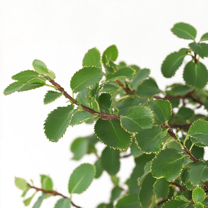 Image du produit Plant in a Box Zelkova serrata - Bonsaibaume (25 cm)