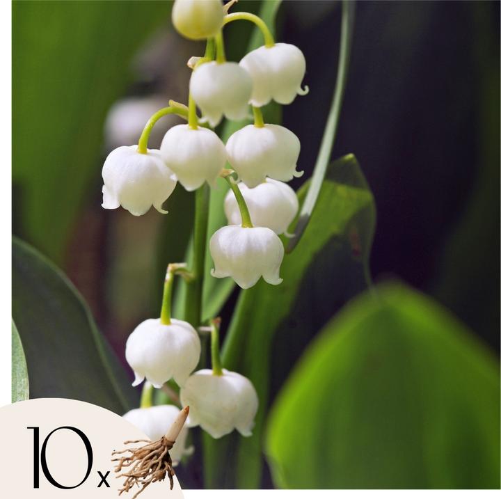 Immagine prodotto Plant in a Box Convallaria Majalis - (10 cm)