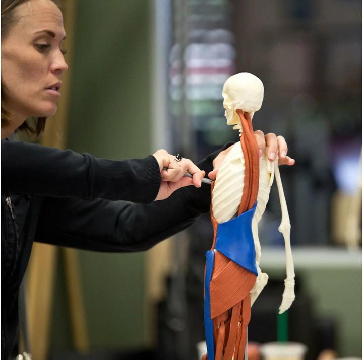 Immagine prodotto Balanced Body Anatomia 3D Starter Kit Scheletro, strumento e argilla da modellare