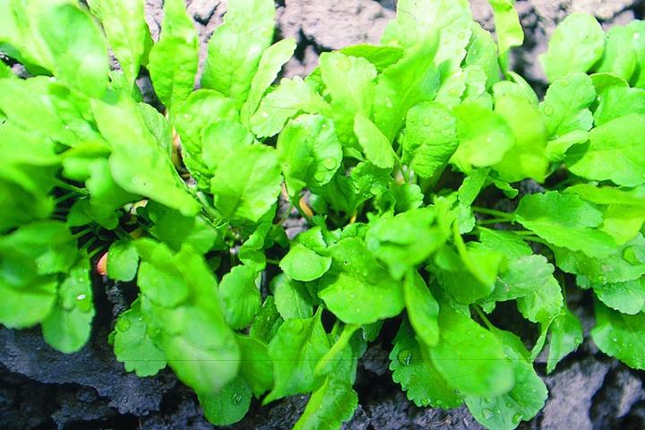 Image du produit Zollinger Bio Cresson de jardin, Groka