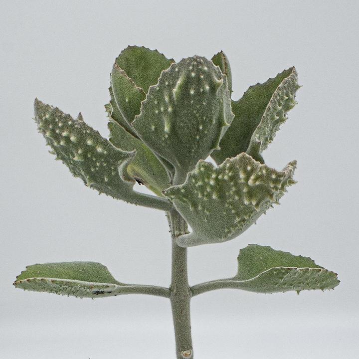 Image du produit Kakteen Gautschi Kalanchoe beharensis klein (50 cm)