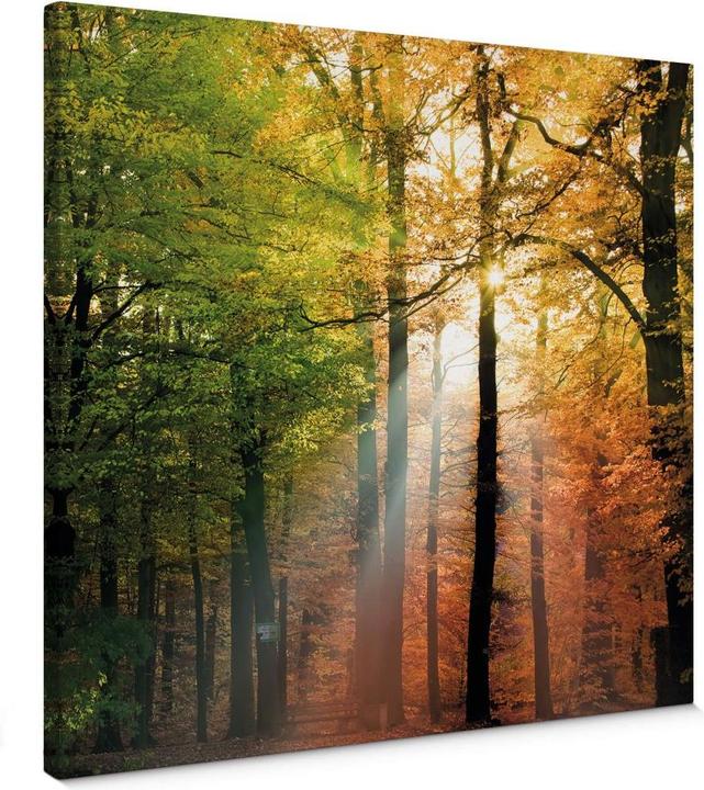 Immagine prodotto Trenddeko Autunno dorato (90 x 90 cm)