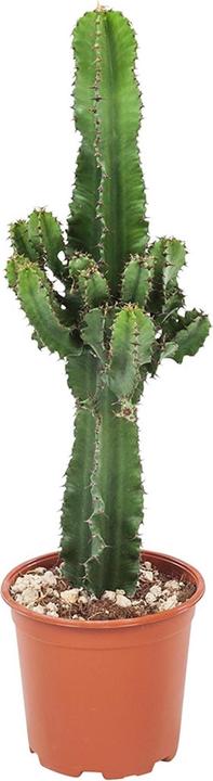 Produktbild Plant in a Box Euphorbia ingens - Kandelaber Euphorbie Kaktus (50 cm)
