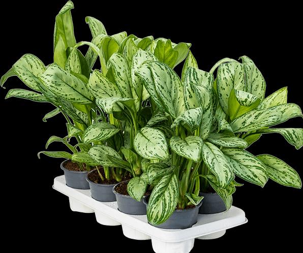 Immagine prodotto Mahaloplants Aglaonema Maria Christina (35 cm)