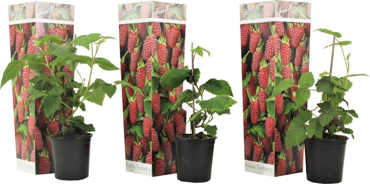Produktbild Plant in a Box Rubus 'Tayberry' - Brombeere und Himbeere (25 cm)