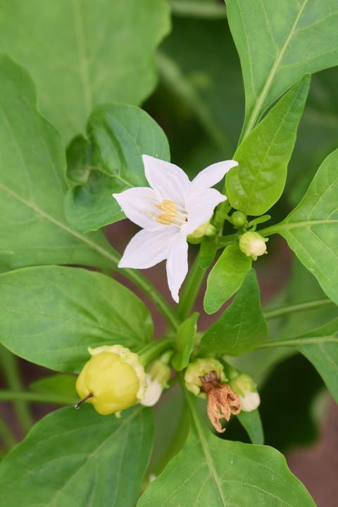 Produktbild Living Seeds Paprika, Albaregia (Gemüsesamen)