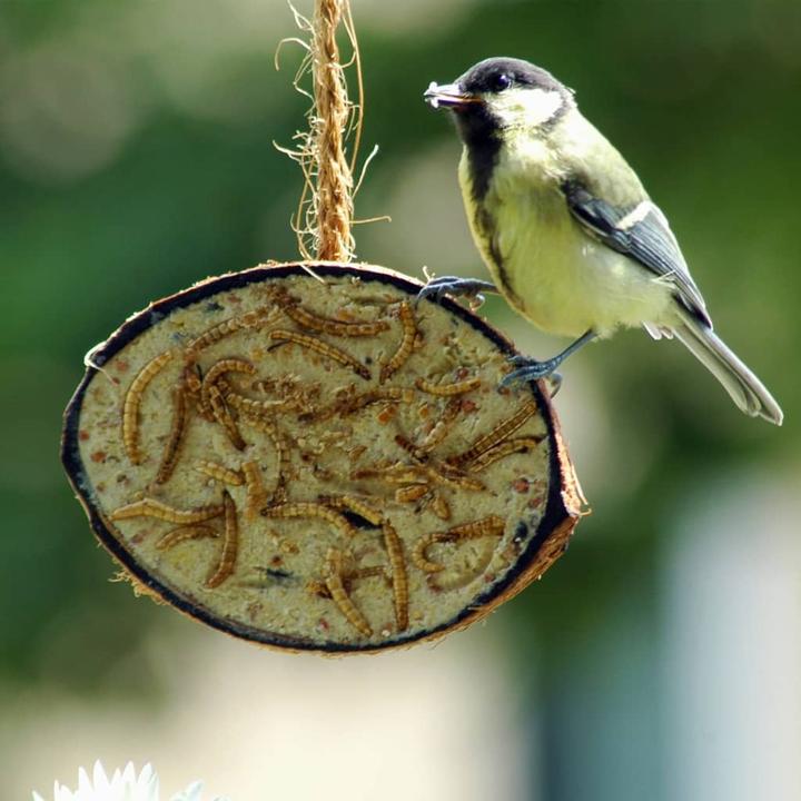 Immagine prodotto Dobar Noce di cocco (10 x, 2.80 kg)