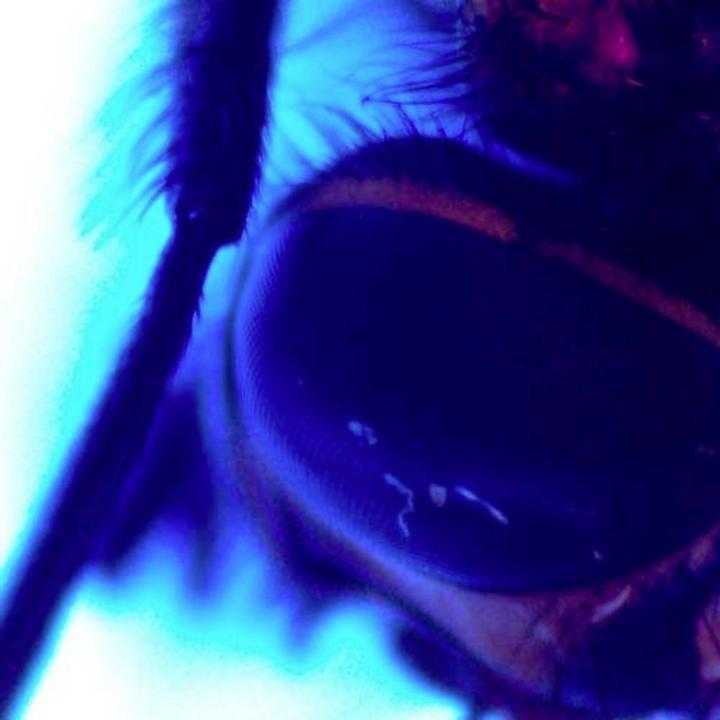 Actual product image PCE Instruments Digital microscope