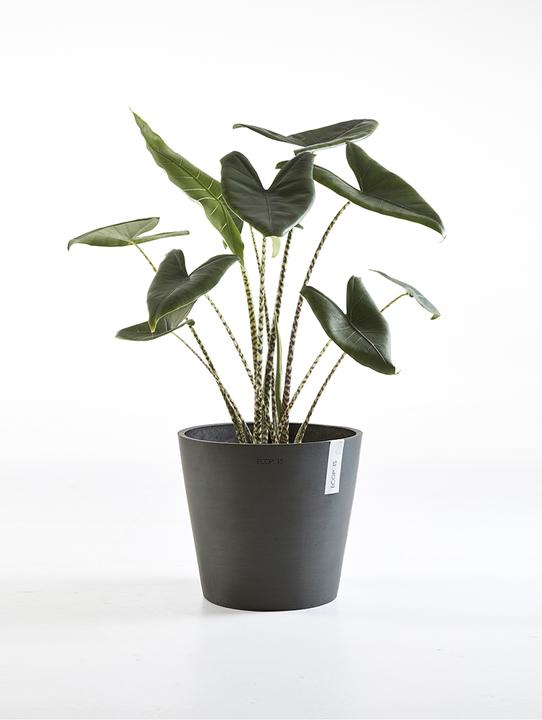 Image du produit Ecopots Amsterdam (40 cm)