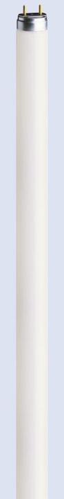 Actual product image Osram Fluorescent lamp (G5, 8 W, 430 lm, 1 x, G)