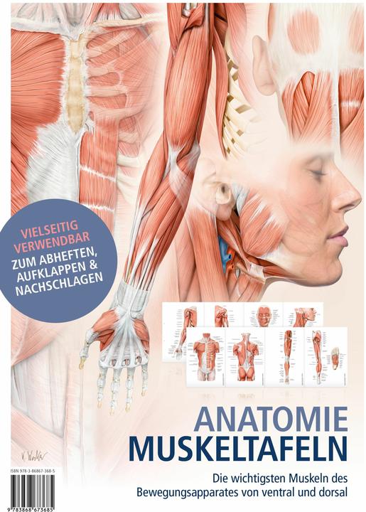 Actual product image Anatomy muscle charts